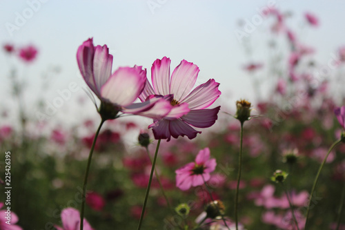 コスモスの花 © konohana