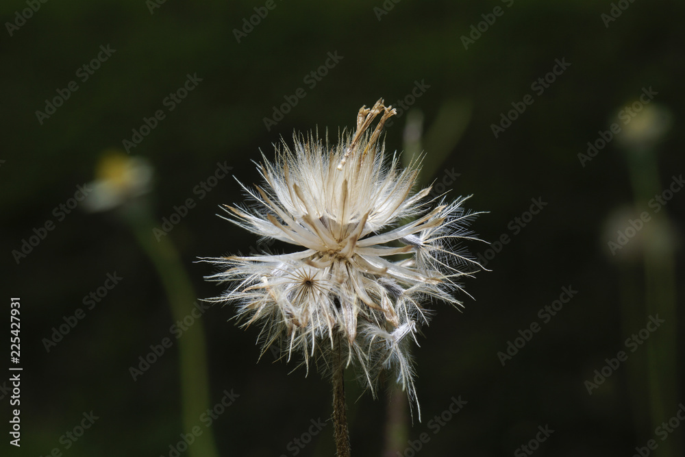 dandelion spores macro