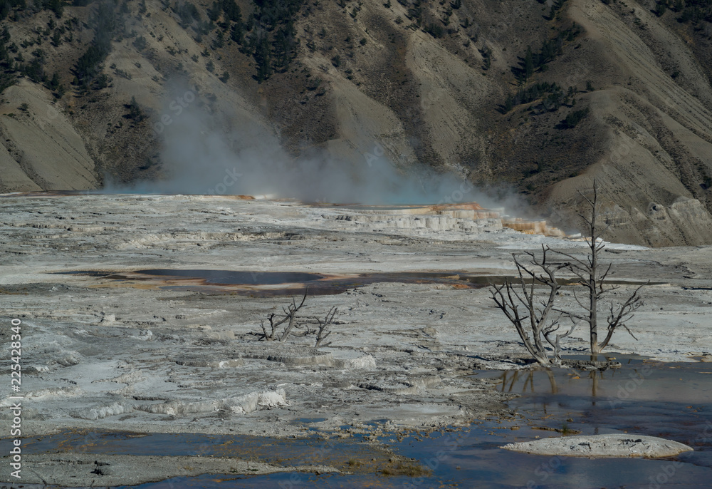 A crusty white pool with dead tree trunks leads to the steaming terraces of Canary Spring at the base of a barren mountainside at Mammoth Hot Springs in Yellowstone National Park in the United States. A crusty white pool with dead tree trunks leads to the steaming terraces of Canary Spring at the base of a barren mountainside at Mammoth Hot Springs in Yellowstone National Park in the United States.