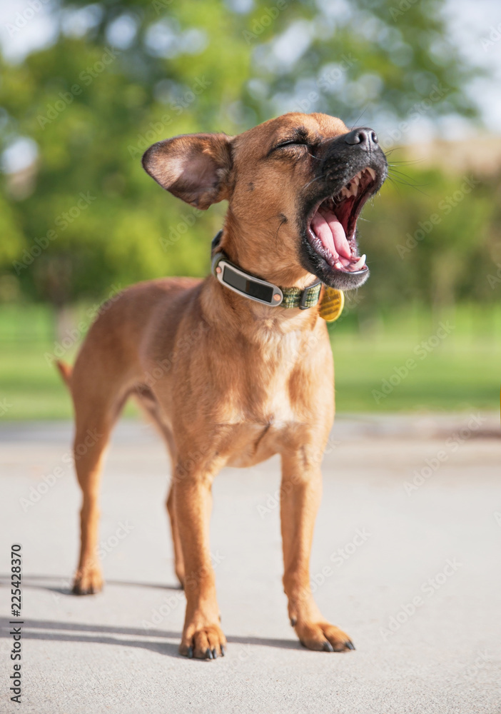 cute chihuahua yawning or barking in a park setting on a hot summer day cute chihuahua yawning or barking in a park setting on a hot summer day