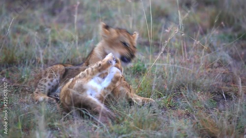 young lion cubs, Panthera? leo play with each other on the open plains of the Mara triangle during late summer in the narock county of Kenya. photo