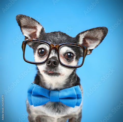 cute chihuahua with a bow tie and reading glasses on isolated on a blue background © annette shaff