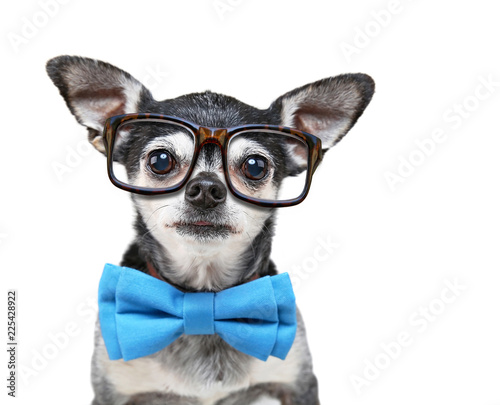 cute chihuahua with a bow tie and reading glasses on isolated on a white background © annette shaff