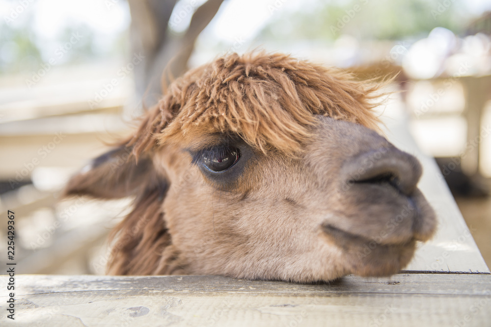 Fototapeta premium Baby Camel in san juan capistrano zoo