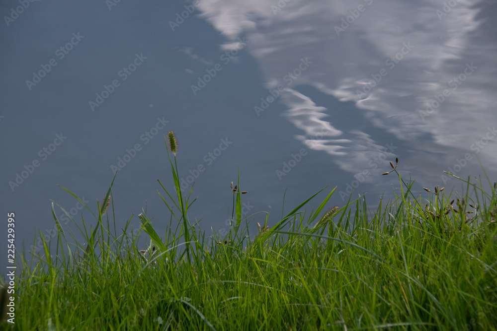 Obraz premium 水辺