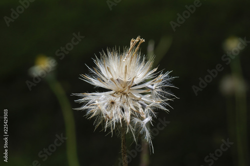 dandelion spores macro