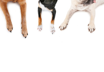 top view of a pug and chihuahuas sprawled out on an isolated white background