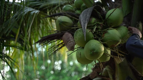 Cutting down coconut fruit from a palm tree