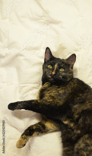 Foto schildpattkatze
