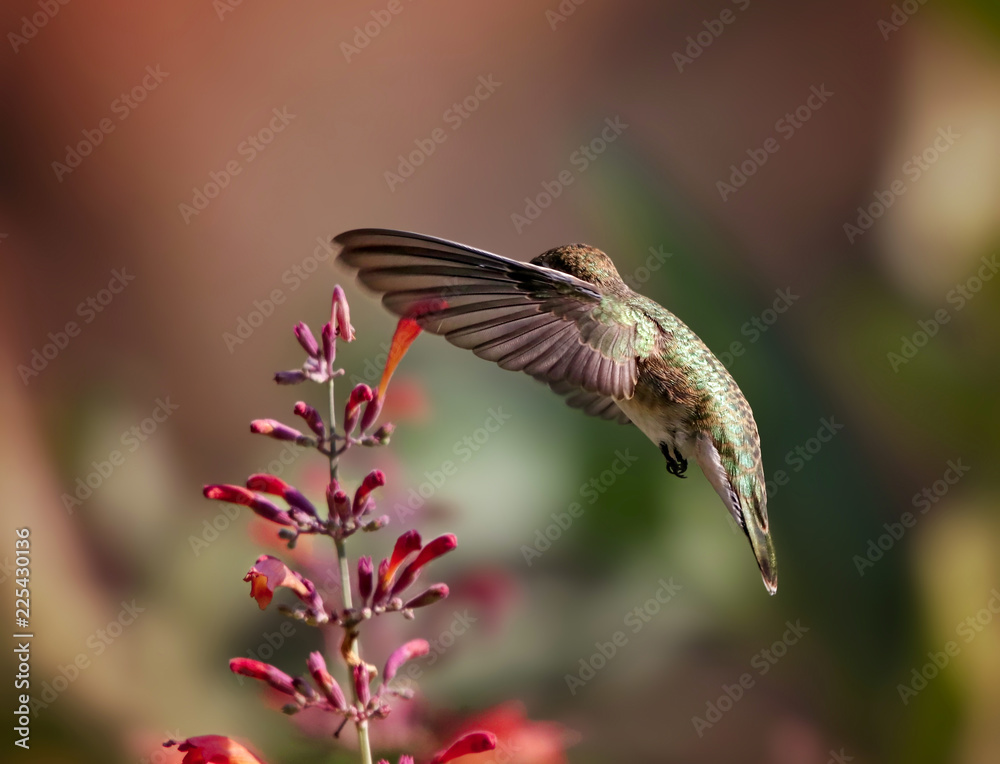 Fototapeta premium beautiful hummingbird flying over a flower getting a drink of nectar