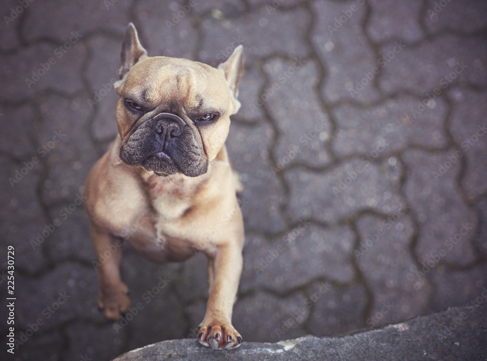 cute french bulldog making a funny face in a natural brick paver background toned with a retro vintage instagram filter Stock Photo | Adobe Stock cute french bulldog making a funny face in a natural brick paver background toned with a retro vintage instagram filter Stock Photo | Adobe Stock