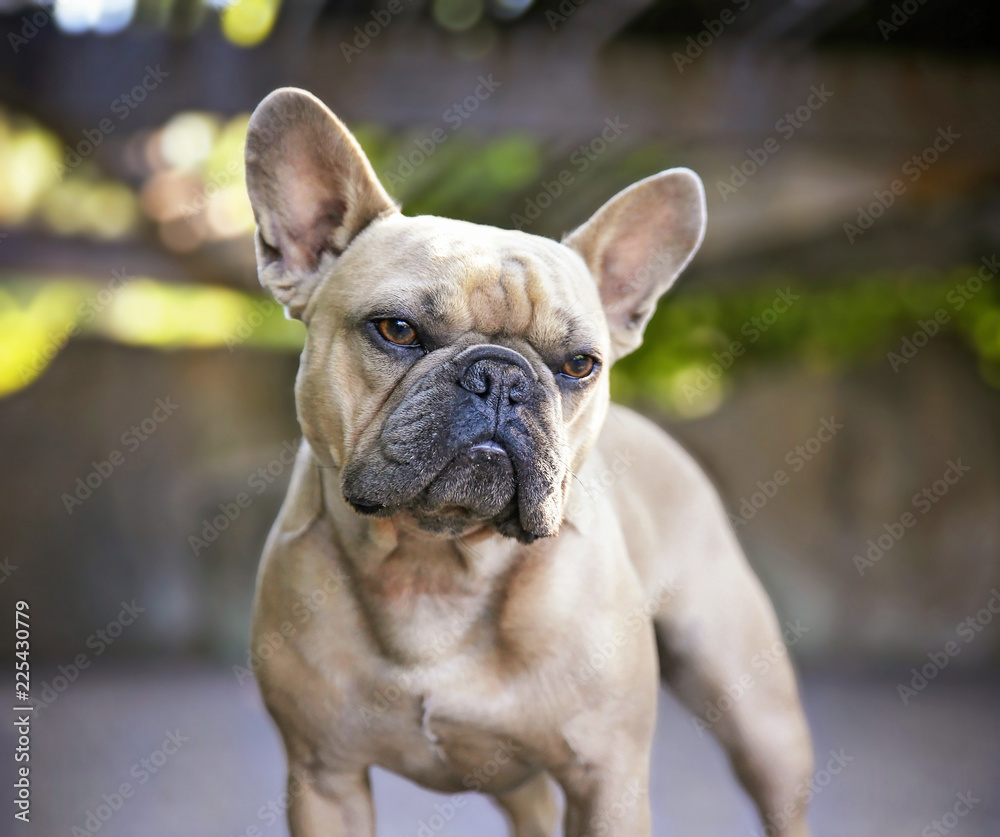 cute french bulldog making a funny face in a natural background