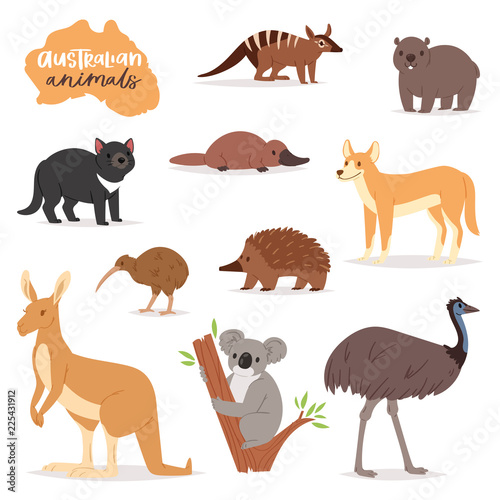 Australian animals vector animalistic character in wildlife Australia kangaroo koala and platypus illustration set of cartoon wild wombat and emu isolated on white background photo