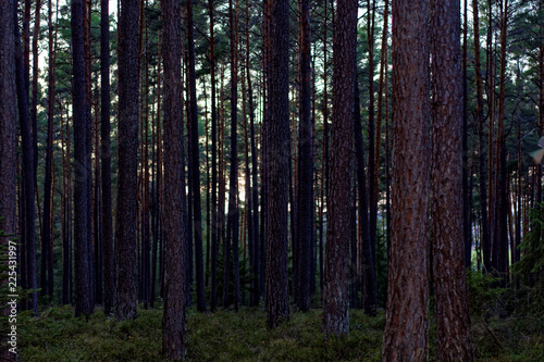 beautiful evening forest © Oleksii Pyrogov