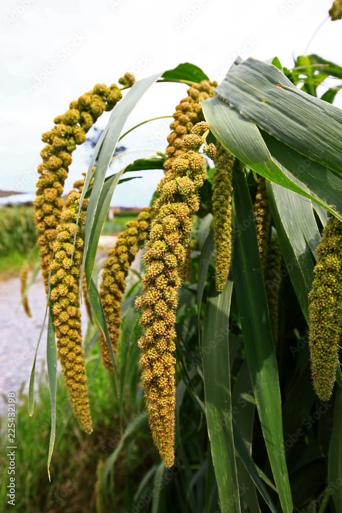 Obraz premium Mature millet in the farmland