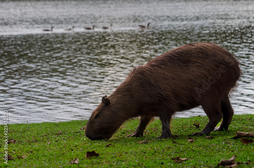 capivara photo