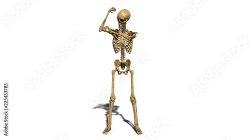 Funny skeleton flexing arm muscles, human skeleton isolated on white background, 3D rendering
