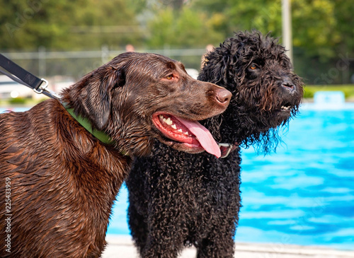 Fototapeta Naklejka Na Ścianę i Meble -  cute dog playing at a public pool on a hot summer day
