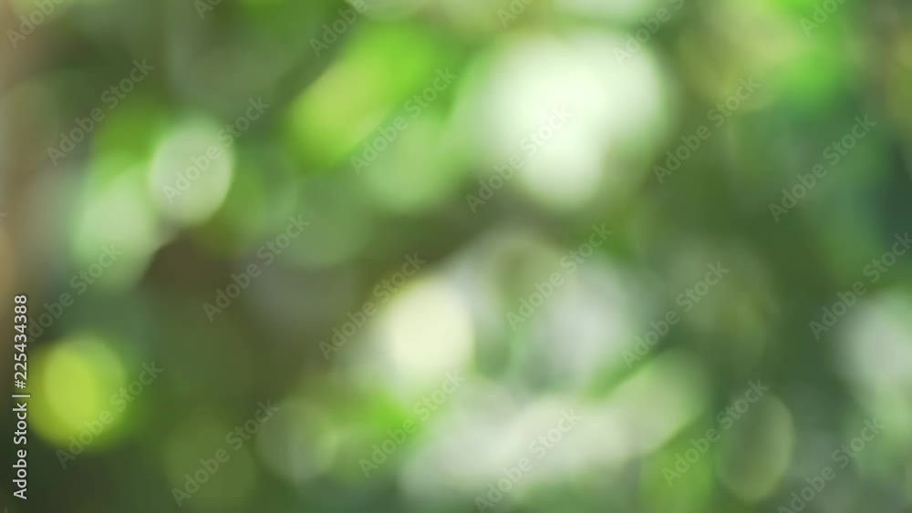 Abstract foliage being backlit out of focus for green screen or chroma key. Out of focus or defocused shot for compositing or keying. Abstract foliage being backlit out of focus for green screen or chroma key. Out of focus or defocused shot for compositing or keying.
