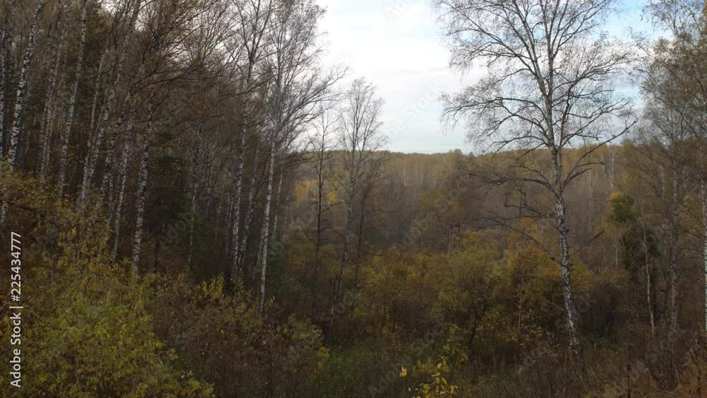 Panorama of a wild autumn landscape with yellow trees and bushes Panorama of a wild autumn landscape with yellow trees and bushes