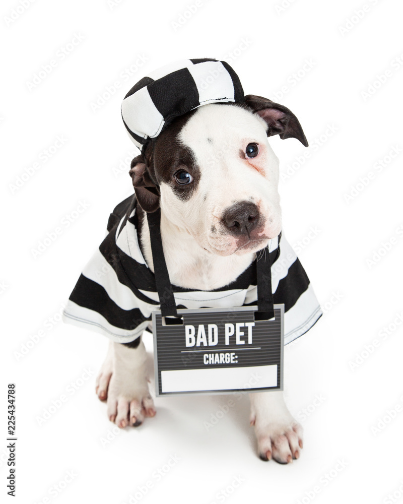 Criminal 2025 dog costume