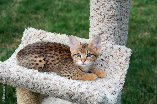 Obraz na plátne Savannah cat