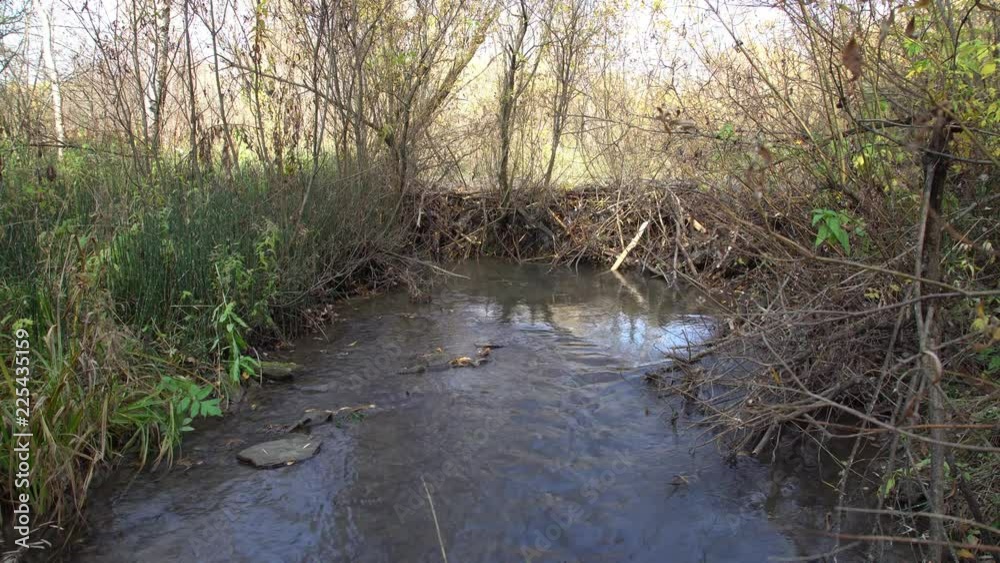 The dam, built by beavers from trees and twigs on a river in a wild forest The dam, built by beavers from trees and twigs on a river in a wild forest