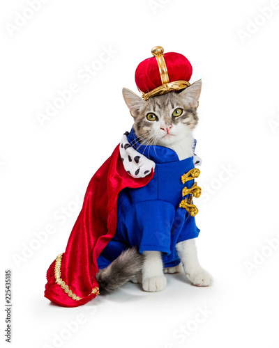 Fototapeta Naklejka Na Ścianę i Meble -  Cat In King Halloween Costume