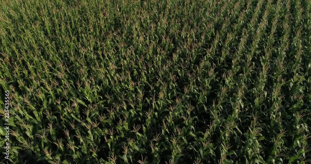 Drone flyover the maize field Drone flyover the maize field