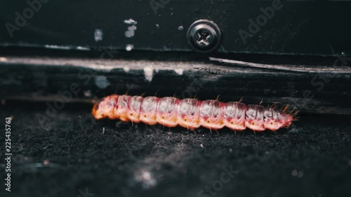 A Caterpillar crawling on a rug photo