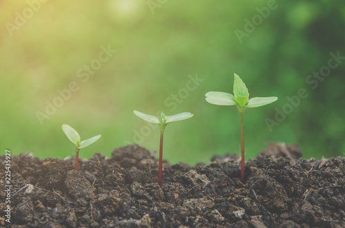 Greenery of young plant and seedling are growing in the soil with morning light.