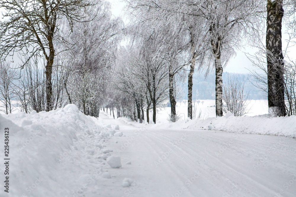 Winter in the forest