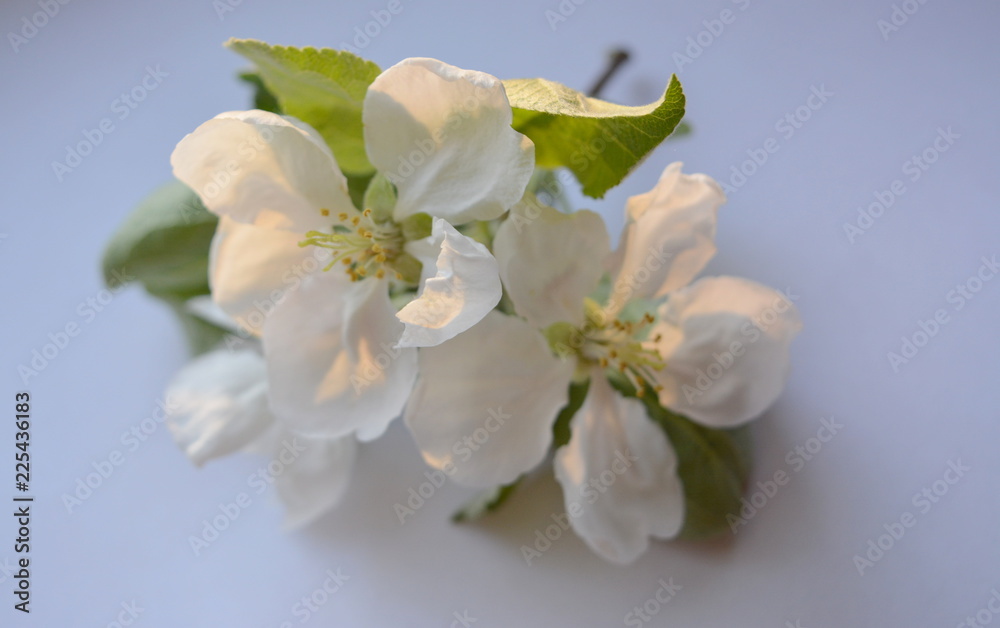 white flowers and green leaves of an apple tree isolated closeup.