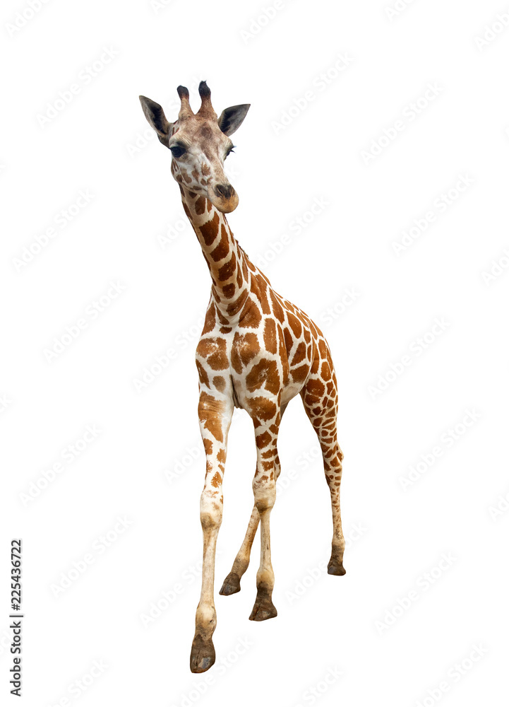 Obraz premium Giraffe isolated on white background, The highest animal in the world