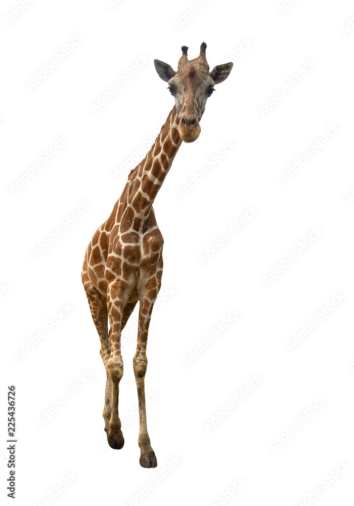 Obraz premium Giraffe isolated on white background, The highest animal in the world