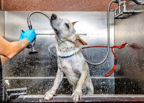Konstfotografi Dog Being Washed Shaking Off Water