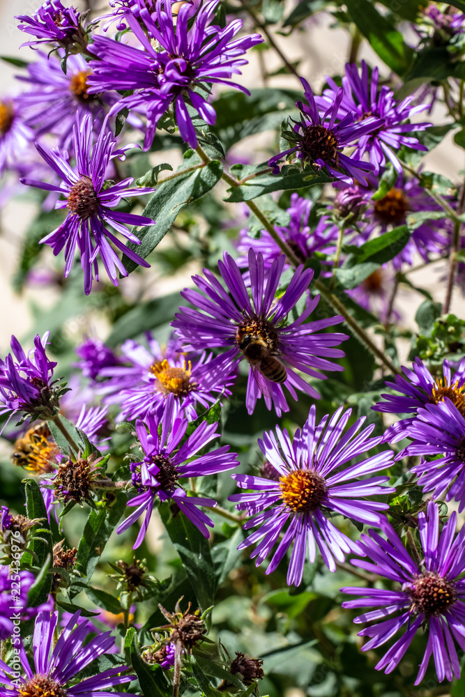 Close Up of a North American Honey Bee On the Orange Center of a Purple Flower