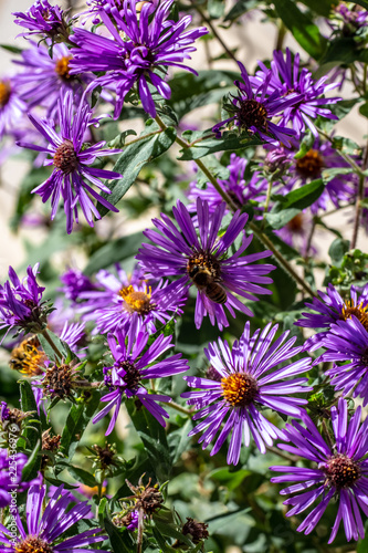 Close Up of a North American Honey Bee On the Orange Center of a Purple Flower