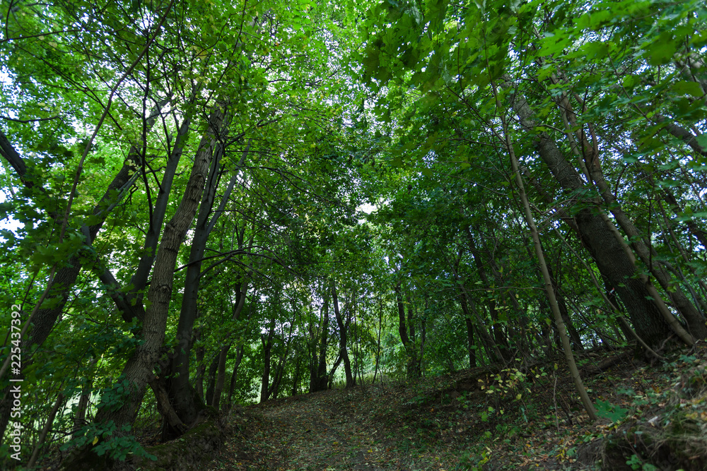 rays of sun in a dense green forest rays of sun in a dense green forest