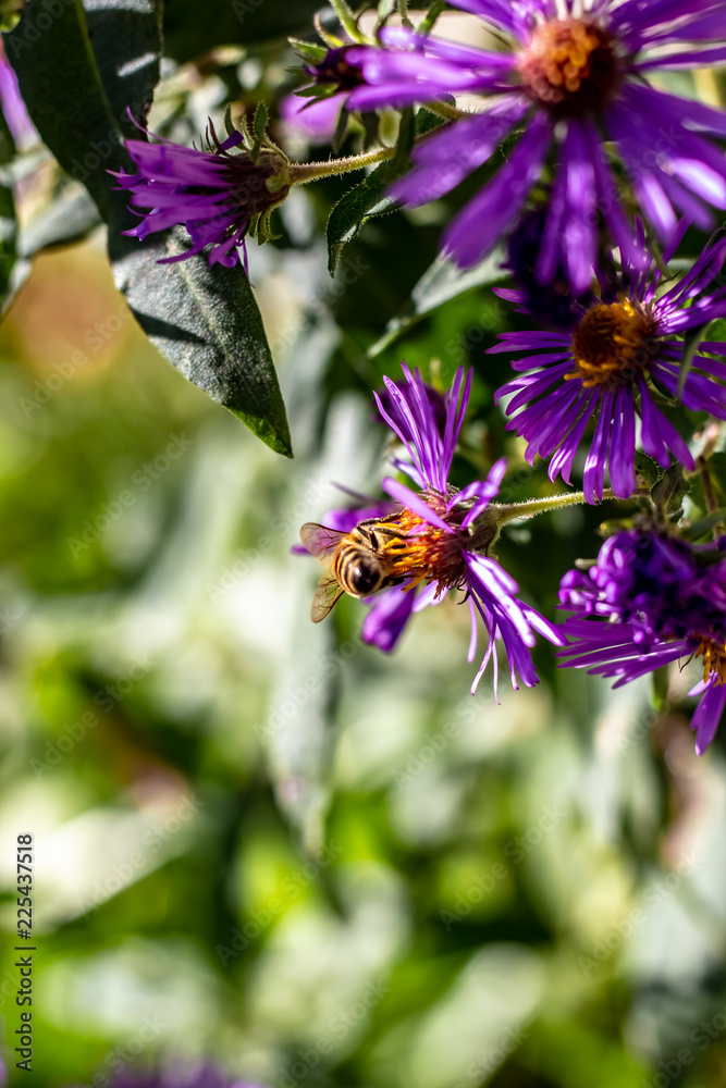 Close Up of a North American Honey Bee On the Orange Center of a Purple Flower