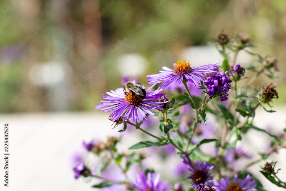 Close Up of a North American Honey Bee On the Orange Center of a Purple Flower