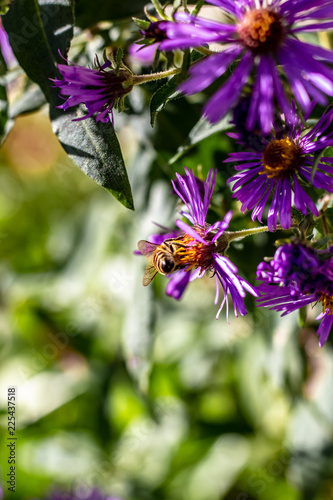 Obraz na płótnie Close Up of a North American Honey Bee On the Orange Center of a Purple Flower w salonie