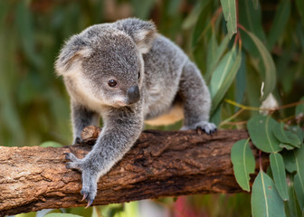 Koala joey walks on a tree branch