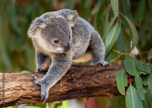 Koala joey walks on a tree branch