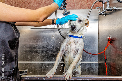 Fototapeta Naklejka Na Ścianę i Meble -  Funny Wet Dog Being Washed by Groomer