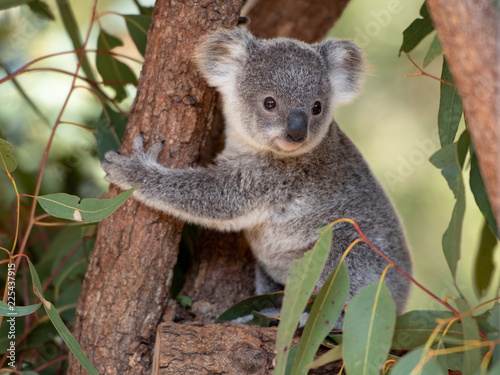 Koala joey hugs a tree branch © daphot75
