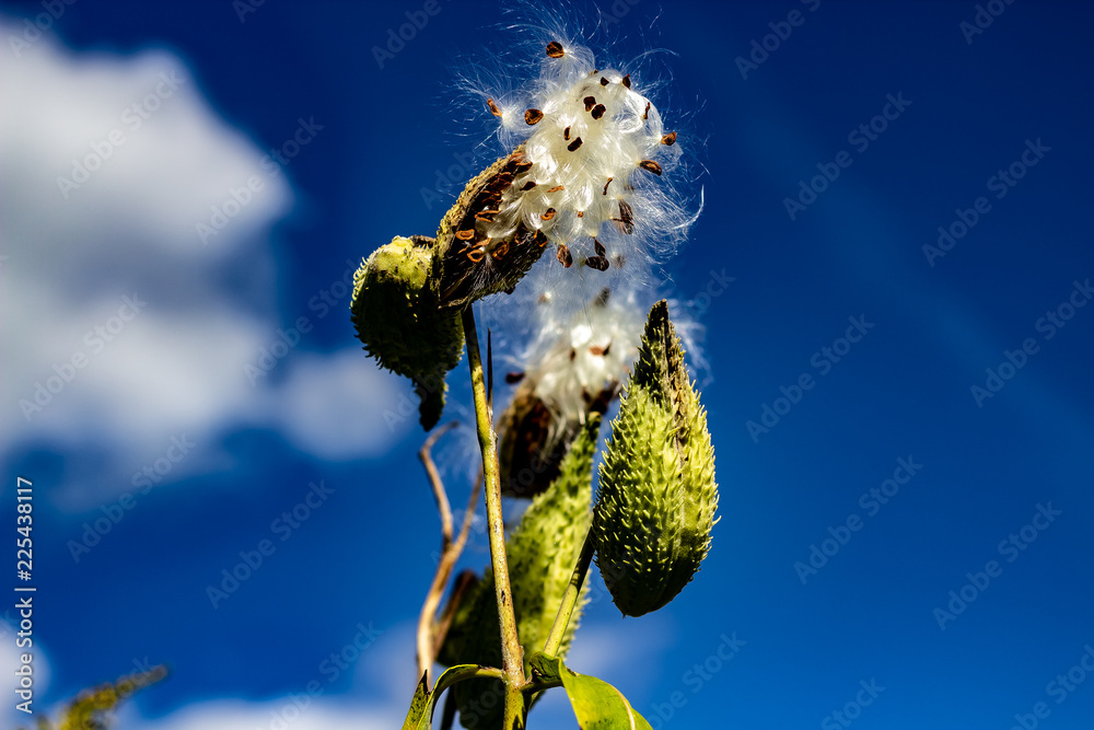 Milkweed Releasing its Silky Seed Pod Into the Wind