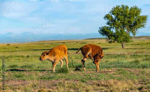 Bison Calves on the Plains of Colorado