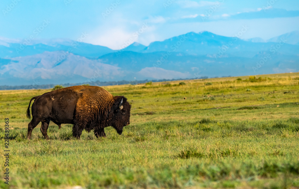 A Bison Roaming the Prairie of Colorado with Mountain Background A Bison Roaming the Prairie of Colorado with Mountain Background