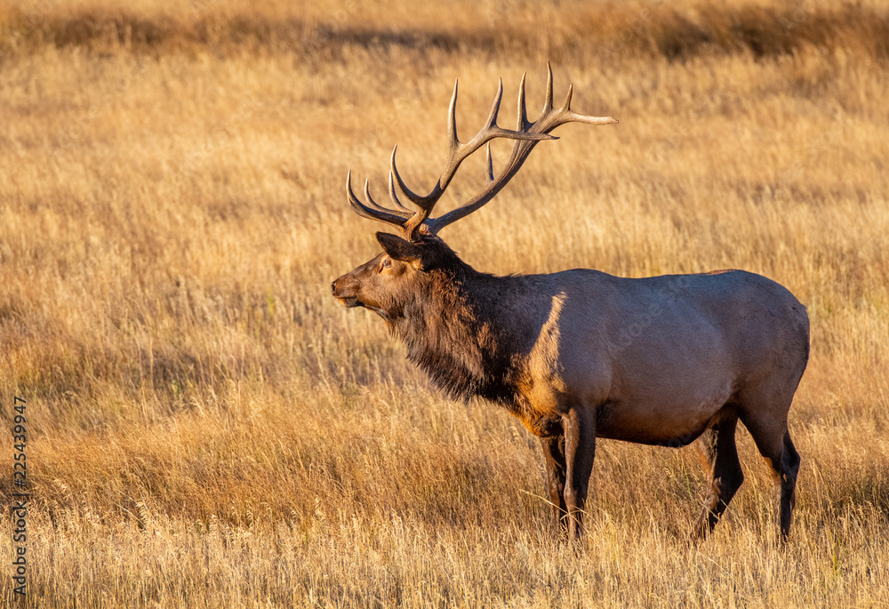 Large Bull Elk on a Cold Fall Morning in the Mountain Meadows of Rocky Mountain National Park Large Bull Elk on a Cold Fall Morning in the Mountain Meadows of Rocky Mountain National Park
